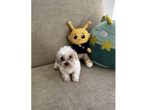 Yavru kore maltese