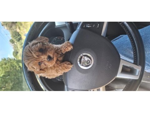 Küt burun a kalite maltipoo bebekler