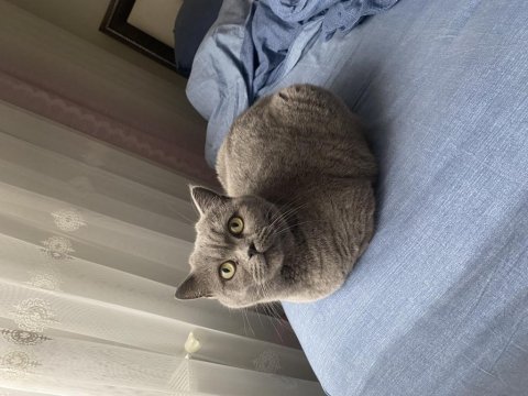 British shorthair 1,5 yaşında