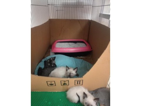 Blue point scottish fold yavrularımız eğitimleri tam