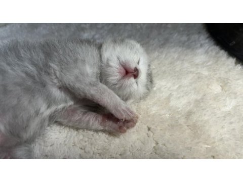 Safkan british shorthair yavrular