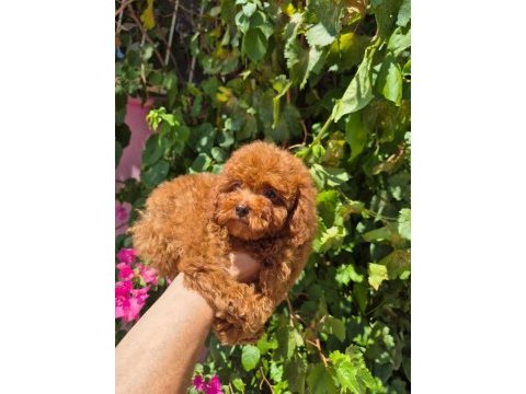 Red toy poodle yavrularımız