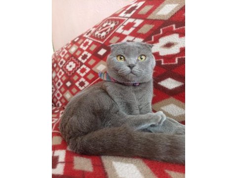 Scottish fold dişi bakımları tamdır