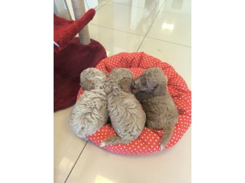 Hazir poodle yavrularımız