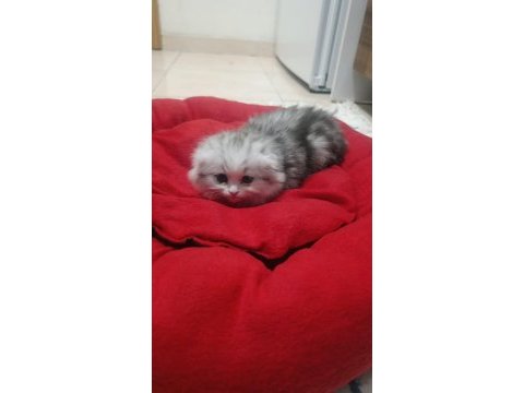 Top kafa safkan eğitimli scottish fold dişi erkek
