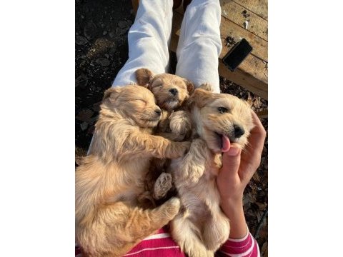 Dünya tatlısı maltipoo kaliteli bebekler
