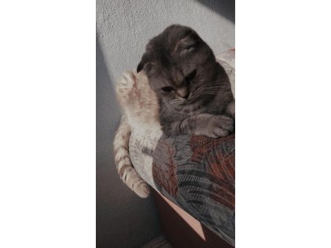 1.5 yaşında dişi scottish fold