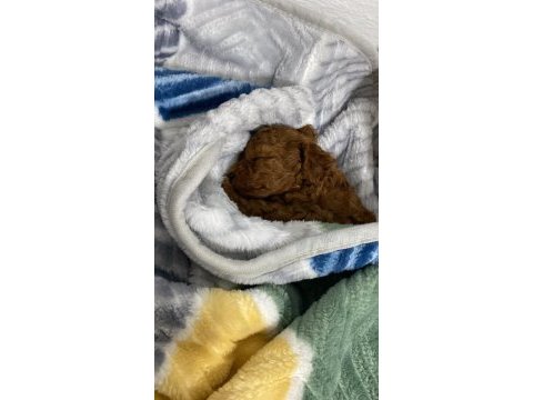 Toy poodle yavru
