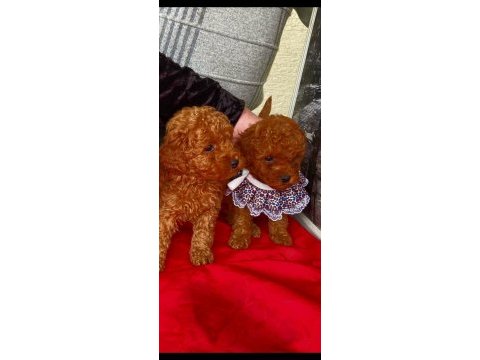 Anne altından poodle ırk garantili bebişler