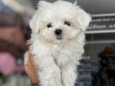 Petmode köpek çiftliğinden tea cup kore kan maltese