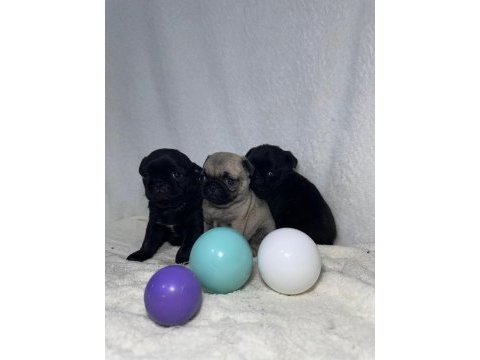 Pug mops bebekler