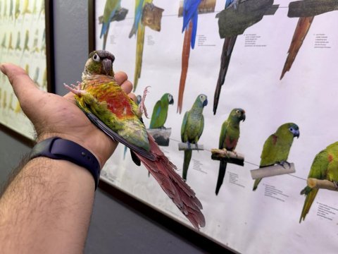 Konur papağanı full evcil eğitimli konuşan