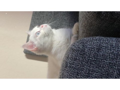 British shorthair 1 yaşında dişi