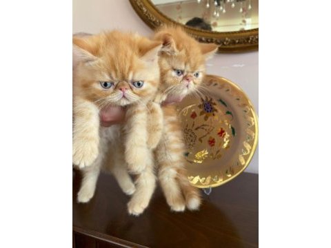 Safkan anne babadan şov kalite exotic shorthair yavrular