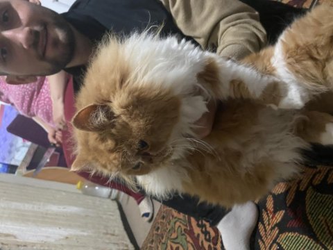 İran kedisi 4 aylık