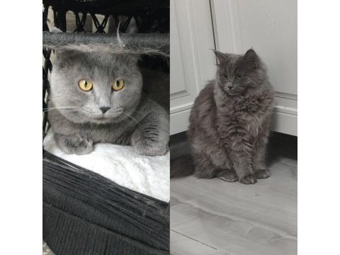 Erkek british longhair