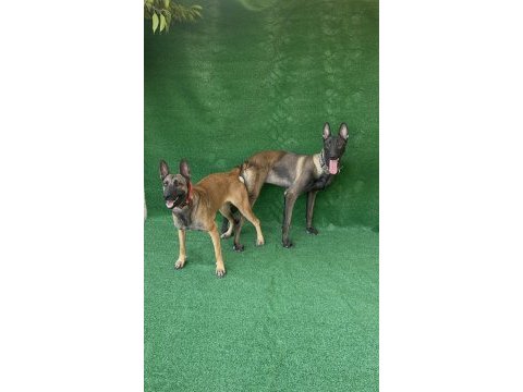 Maskeli malinois yavrular