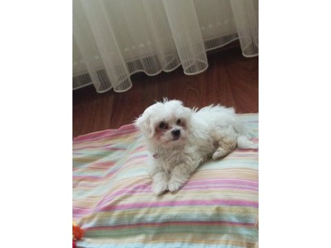 3 aylık maltese karma aşıları tam