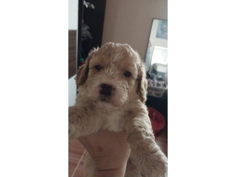 Harika maltipoo yavruları
