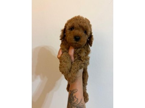 Anne altından safkan toy poodle yavrularım