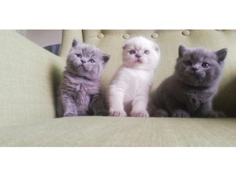 Scottish fold kedim