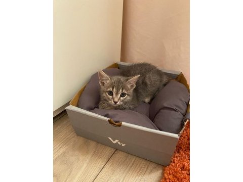 Ücretsiz yavru tekir sahiplendirme