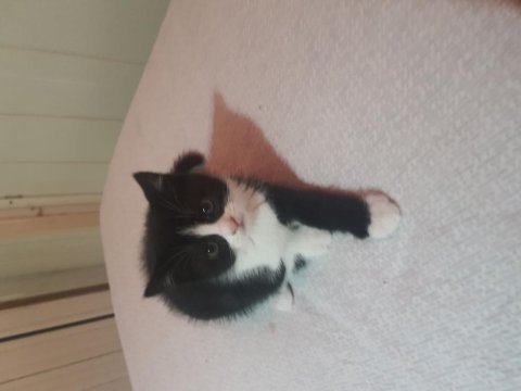 60 günlük exotic shorthair kırma ücretsiz