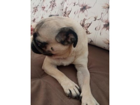 5 yaşında kızım için yuva pug