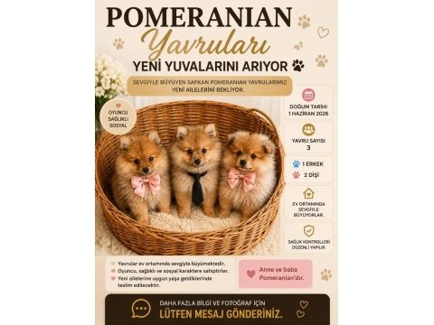 Minoş yavrular pomeranian