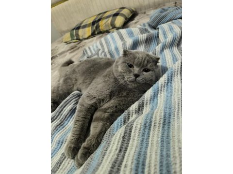 Ücretsiz sahiplendirme scottish fold kedimiz