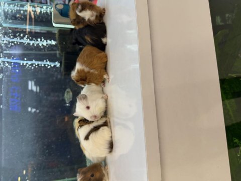 Ginepig yavruları citypetshop