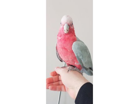 Evcil gül kakadu papağanı
