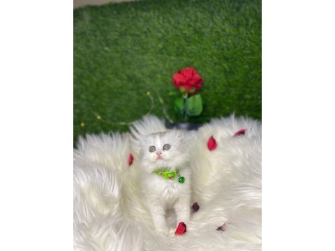 Show kalite safkan british longhair yavrularım