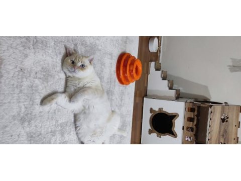 Red point british shorthair