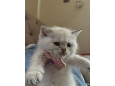 Kuru mama ve tuvalet eğitimli british shorthair