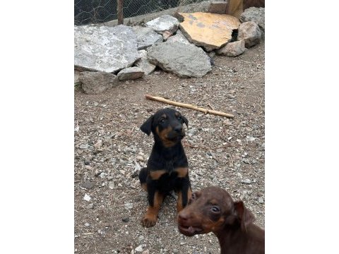 Kızıl ve siyah doberman yavrular