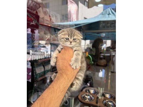 Dünyalar güzeli minik kediler