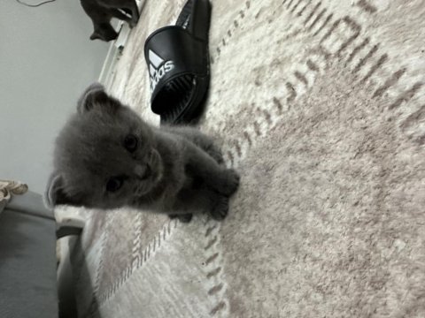 Mavişlerimiz safkan british shorthair yavrularımız