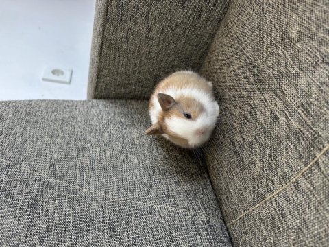Safkan cüce tavşanımız