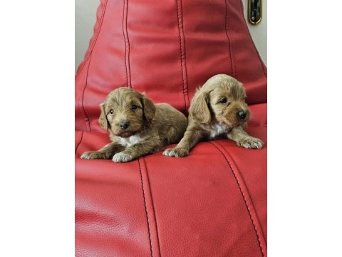 Poodle ayarında maltipoo köpekler