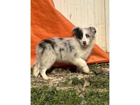 Ruhsatlı eğitim merkezinden border collie yavrular