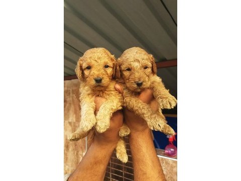 Toy poodle muhteşem bebişler