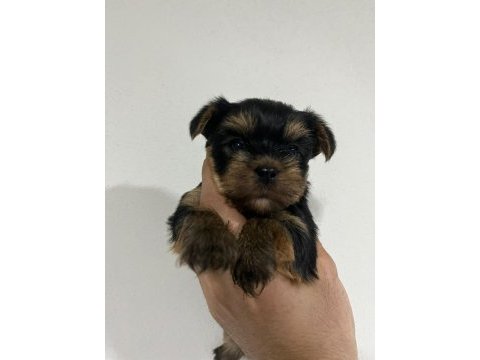 Dişi ve erkek original teacup yorkie yavrular