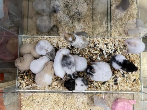 Yavru hamster