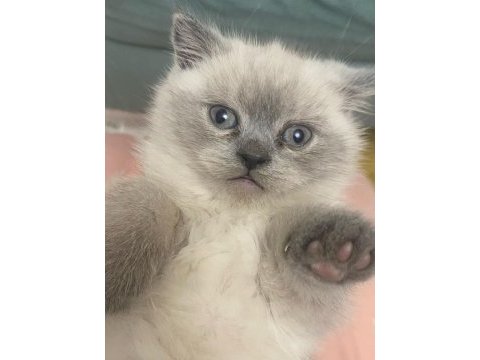 British longhair kedisi
