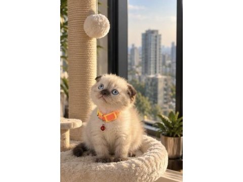 Scottish fold chocolate point