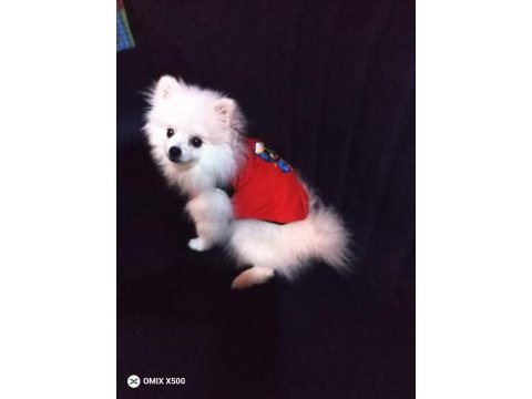 Pomeranian boo erkek karnesi var