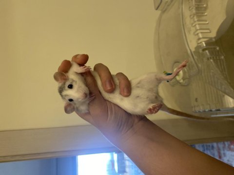 Evcil dumbo rat