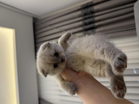 Özel ırk scottish fold