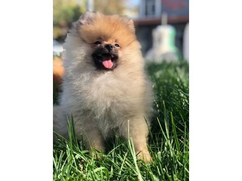 Pofuduk pomeranian köfte hanım